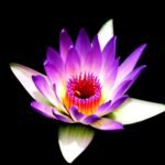 Stunning purple lotus flower with vibrant petals glowing against a black backdrop.