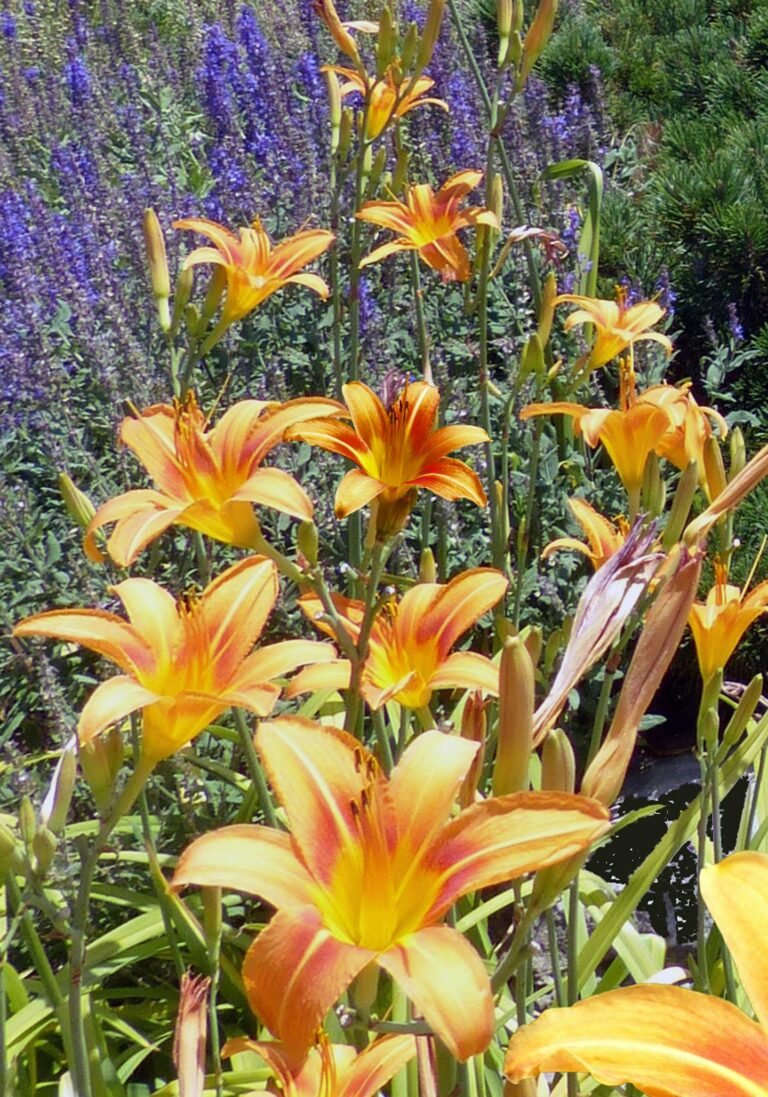 Vibrant orange lilies in full bloom during summer in a colorful garden.